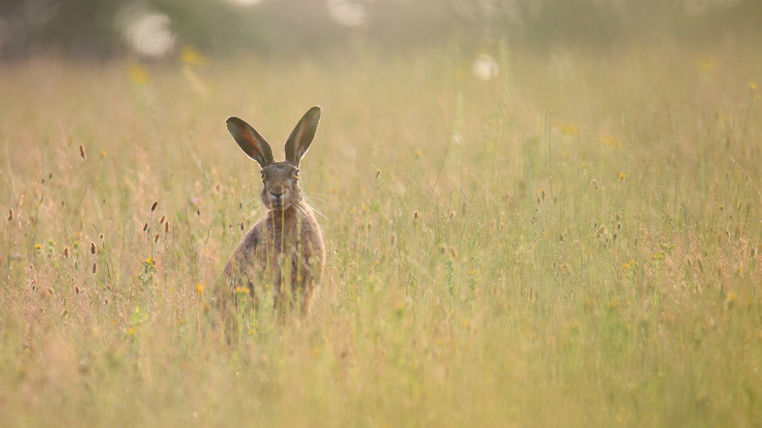 Finn Krogh Naturfoto: Hare i morgenlys