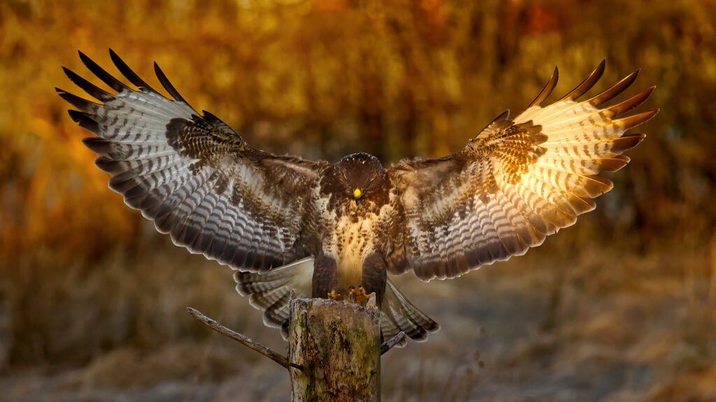 Finn Krogh Naturfoto: MusvÃƒÂ¥ge i landing