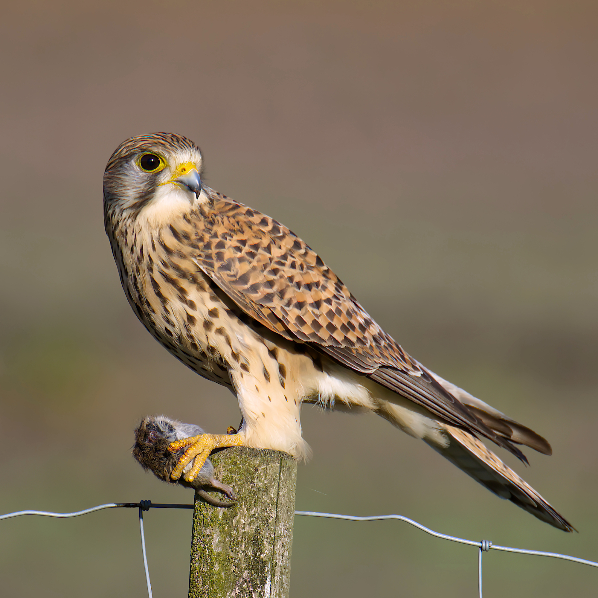 Finn Krogh Naturfoto: TÃƒÂ¥rnfalk med mus